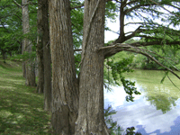 Wimberley Institute of Cultures